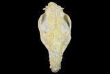 Fossil Oreodont (Merycoidodon) Skull - Wyoming #134357-1